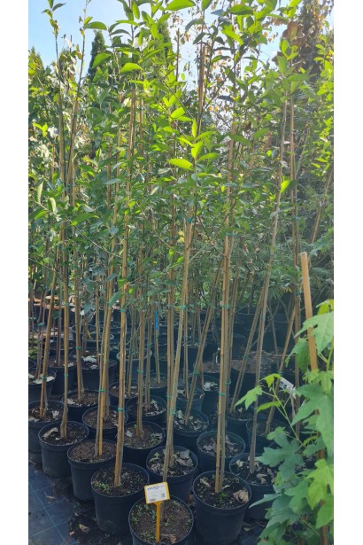 Саджанці верби п’ятитичинкової в садовому центрі